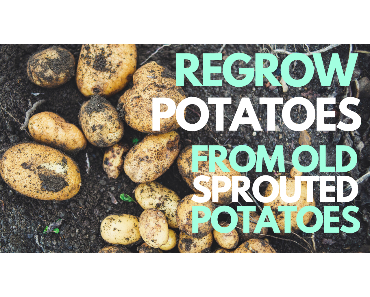 Propagating and Growing Potatoes from Scraps