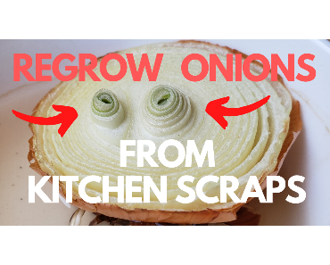 How to Regrow Yellow Onions from Kitchen Scraps