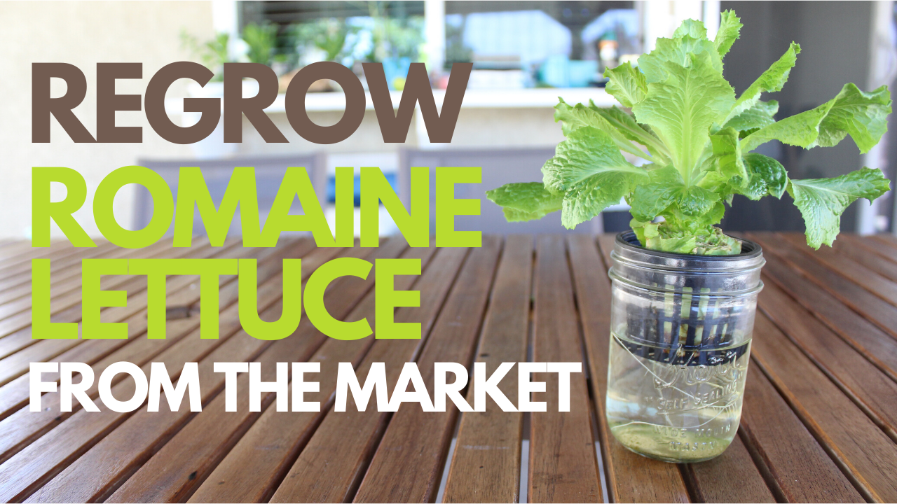 How to Regrow Romaine Lettuce from the Store