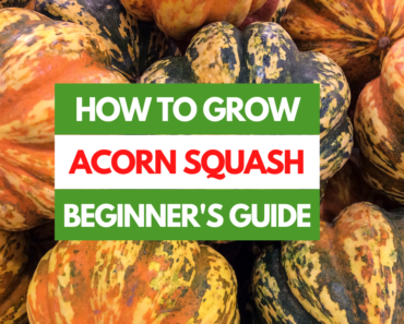 How to Grow Acorn Squash – A Beginner’s Guide