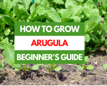 How to Grow Arugula – A Beginner’s Guide