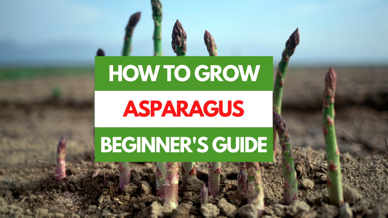 asparagus plant growing in garden