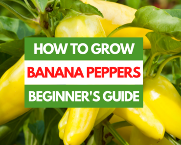 How to Grow Banana Peppers – A Beginner’s Guide