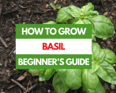 How to Grow Basil – A Beginner’s Guide