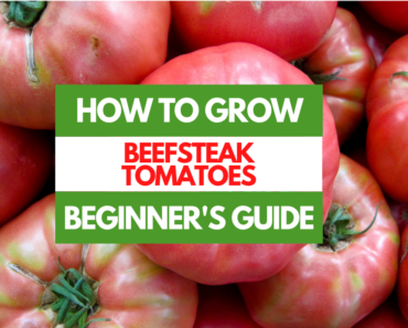 How to Grow Beefsteak Tomatoes – A Beginner’s Guide