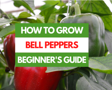 How to Grow Bell Peppers – A Beginner’s Guide