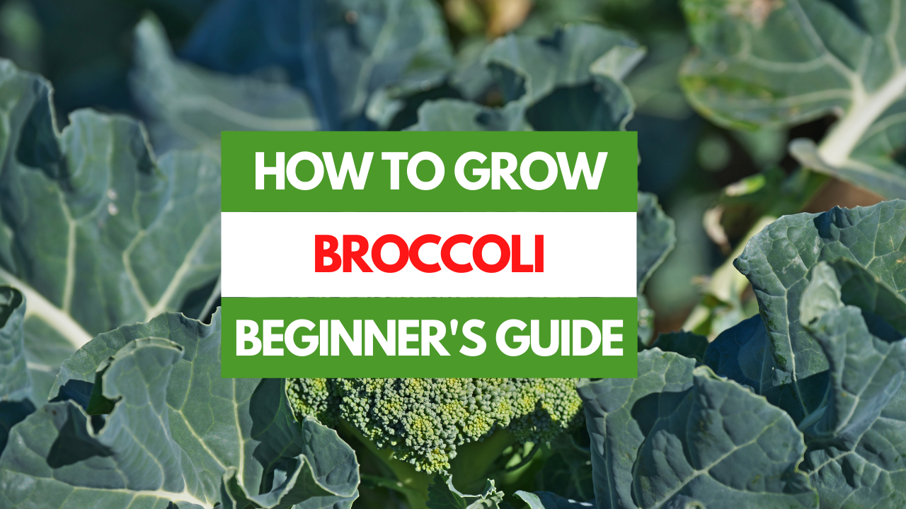 broccoli plant growing in garden