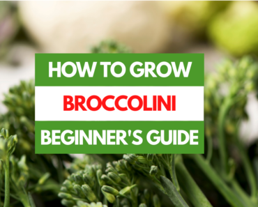 How to Grow Broccolini – A Beginner’s Guide