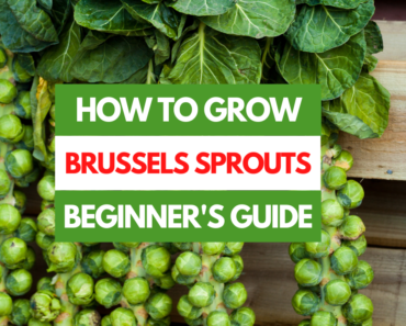 How to Grow Brussels Sprouts – A Beginner’s Guide