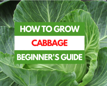 How to Grow Cabbage – A Beginner’s Guide