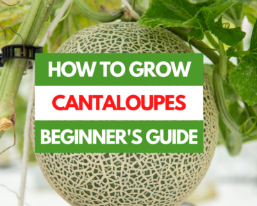 How to Grow Cantaloupes – A Beginner’s Guide