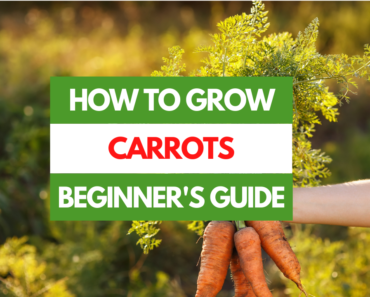 How to Grow Carrots – A Beginner’s Guide