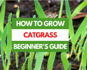 How to Grow Catgrass – A Beginner’s Guide