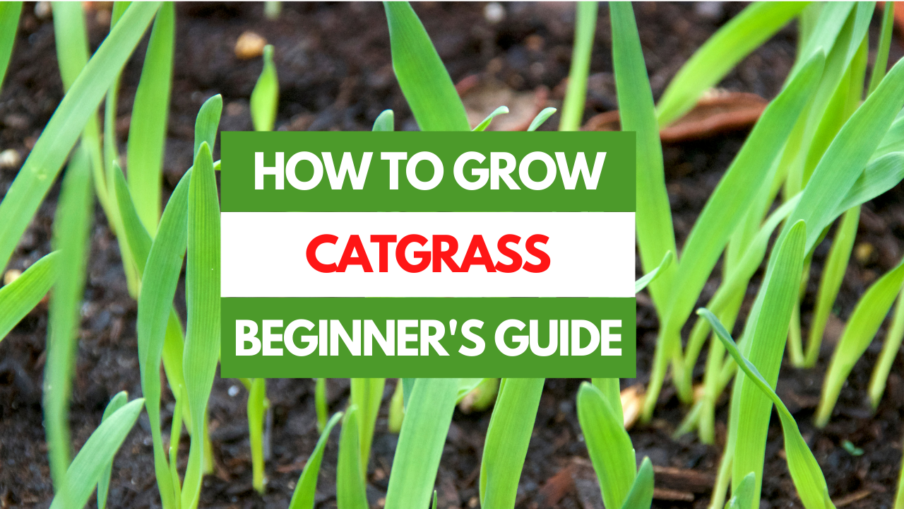 catgrass plant growing in garden