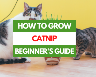 How to Grow Catnip – A Beginner’s Guide