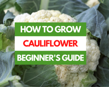 How to Grow Cauliflower – A Beginner’s Guide
