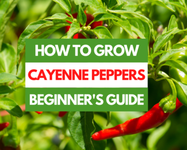 How to Grow Cayenne Peppers – A Beginner’s Guide