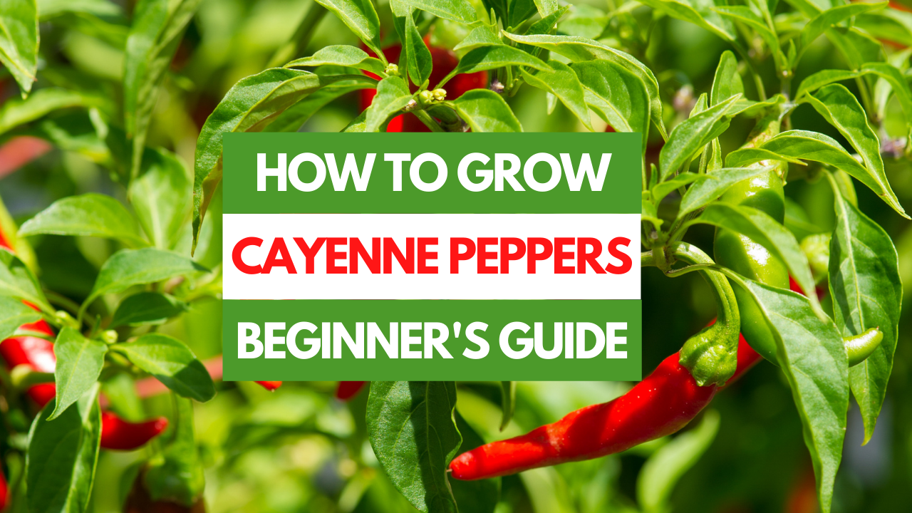 cayenne peppers plant growing in garden
