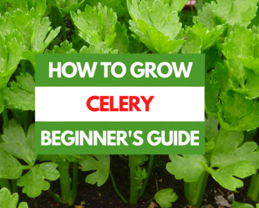 How to Grow Celery – A Beginner’s Guide