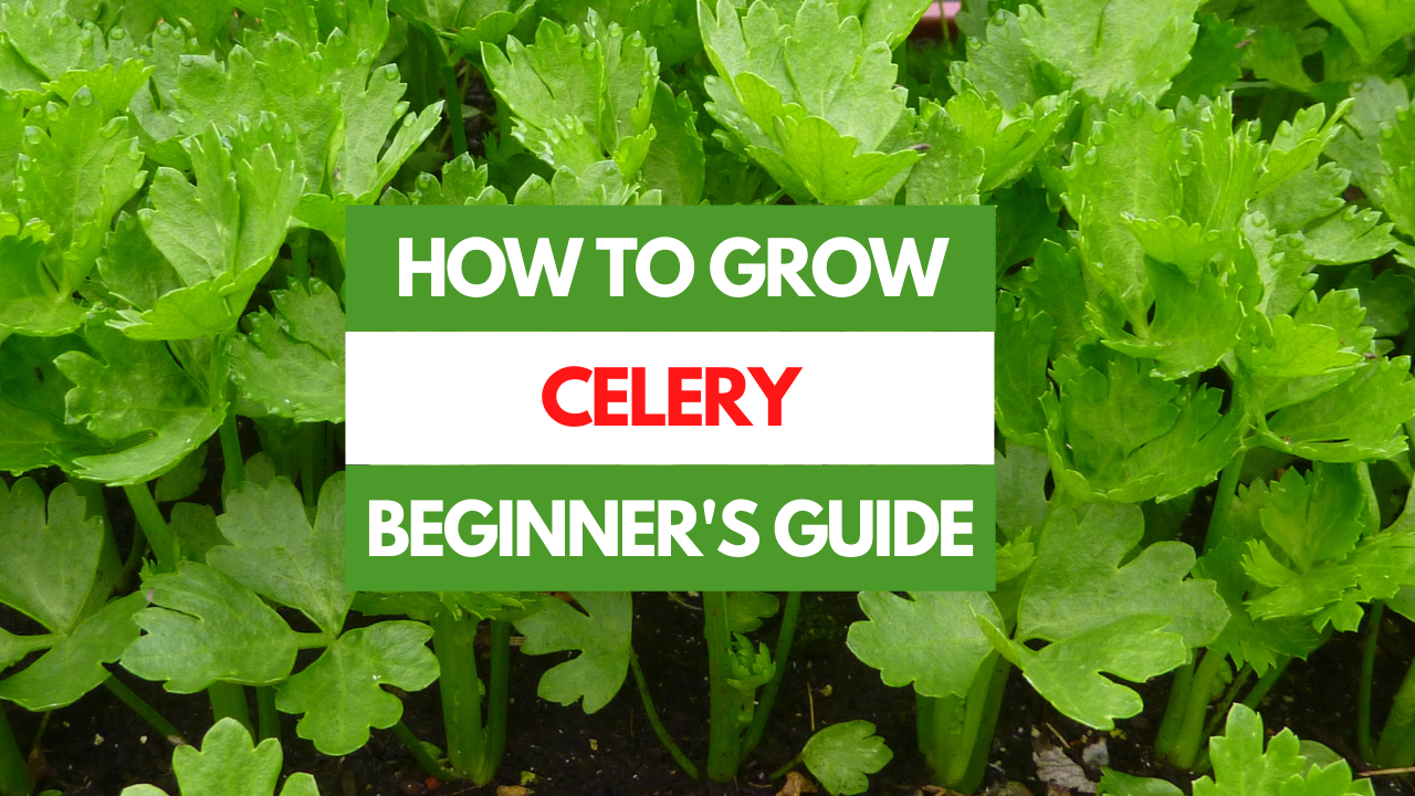 celery plant growing in garden