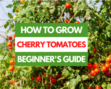 How to Grow Cherry Tomatoes – A Beginner’s Guide