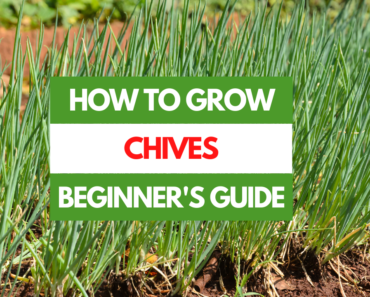 How to Grow Chives – A Beginner’s Guide