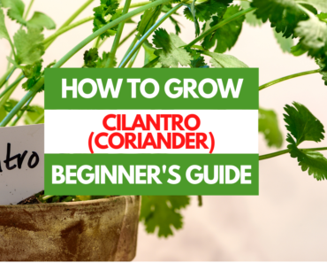 How to Grow Cilantro (Coriander) – A Beginner’s Guide