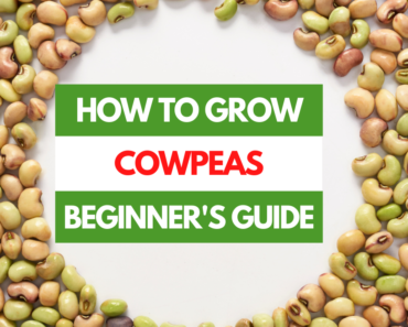 How to Grow Cowpeas – A Beginner’s Guide
