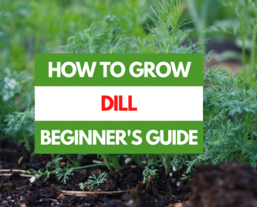 How to Grow Dill – A Beginner’s Guide