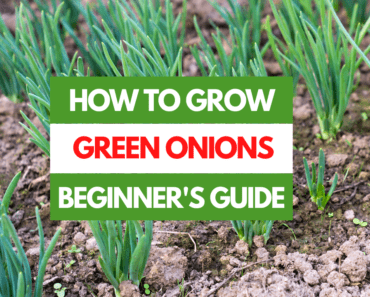 How to Grow Green Onions – A Beginner’s Guide