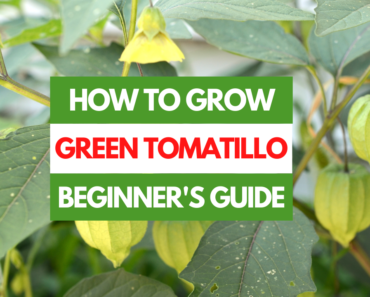 How to Grow Green Tomatillo – A Beginner’s Guide