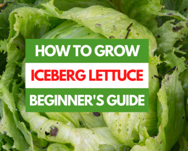 How to Grow Iceberg Lettuce – A Beginner’s Guide