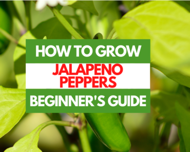 How to Grow Jalapeno Peppers – A Beginner’s Guide