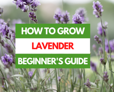 How to Grow Lavender – A Beginner’s Guide