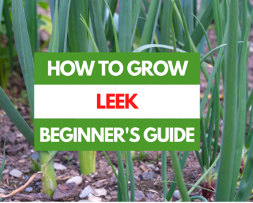 How to Grow Leek – A Beginner’s Guide