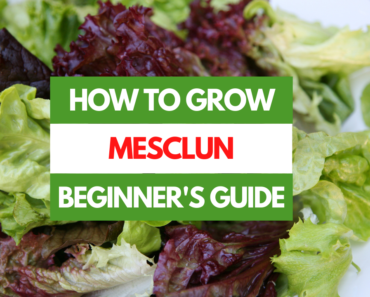 How to Grow Mesclun – A Beginner’s Guide