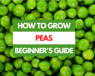 How to Grow Peas – A Beginner’s Guide