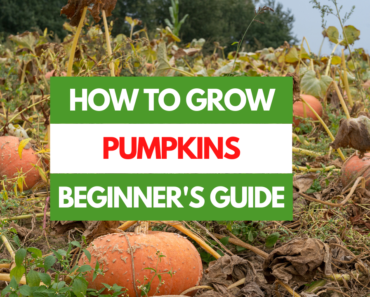 How to Grow Pumpkins – A Beginner’s Guide