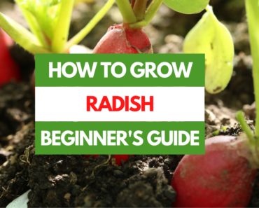 How to Grow Radish – A Beginner’s Guide