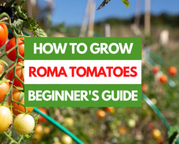 How to Grow Roma Tomatoes – A Beginner’s Guide