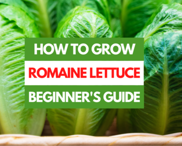 How to Grow Romaine Lettuce – A Beginner’s Guide