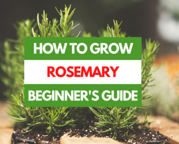 How to Grow Rosemary – A Beginner’s Guide