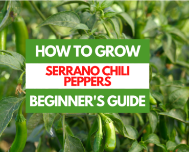 How to Grow Serrano Chili Peppers – A Beginner’s Guide