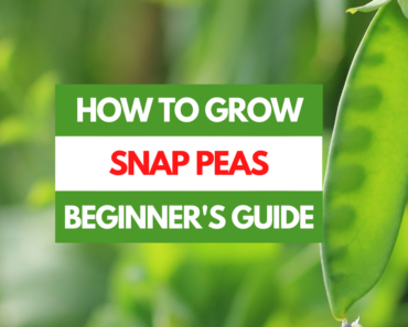 How to Grow Snap Peas – A Beginner’s Guide