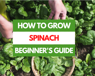 How to Grow Spinach – A Beginner’s Guide