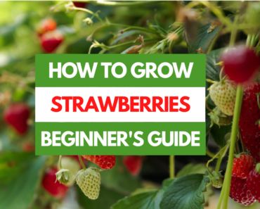How to Grow Strawberries – A Beginner’s Guide