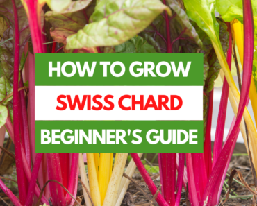 How to Grow Swiss Chard – A Beginner’s Guide