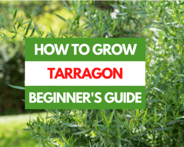 How to Grow Tarragon – A Beginner’s Guide