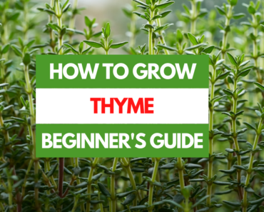 How to Grow Thyme – A Beginner’s Guide