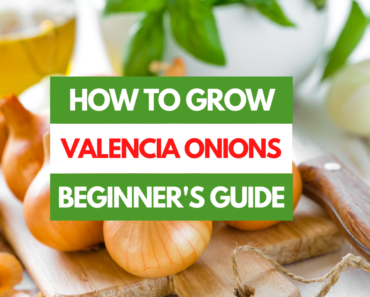 How to Grow Valencia Onions – A Beginner’s Guide